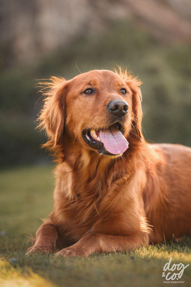Golden retriever in a field