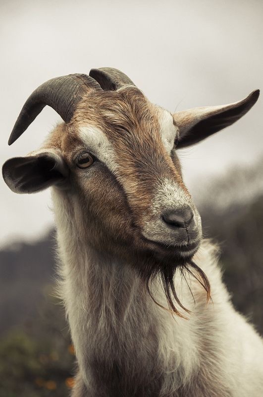 Goat portrait
