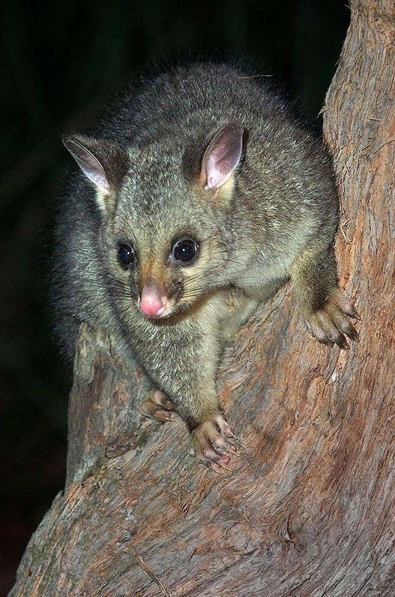 Possum on a tree