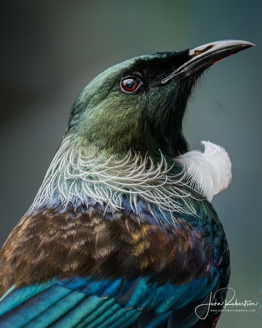 Tui bird portrait